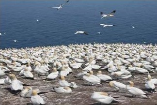 La belle Gaspésie, un coin de chez nous avec Tours Amérique