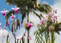 Martinique : Bains de soleil et bons gueuletons sur l'Ile des fleurs...   