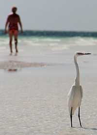 L'île de Cayo Coco doit son nom à cet oiseau, l'ibis blanc, que l'on surnomme aussi " coco"...