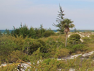 A plusieurs endroits, les cayos sont recouverts par la mangrove.