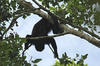 A Palenque et Calakmul, les singes font partie du paysage...