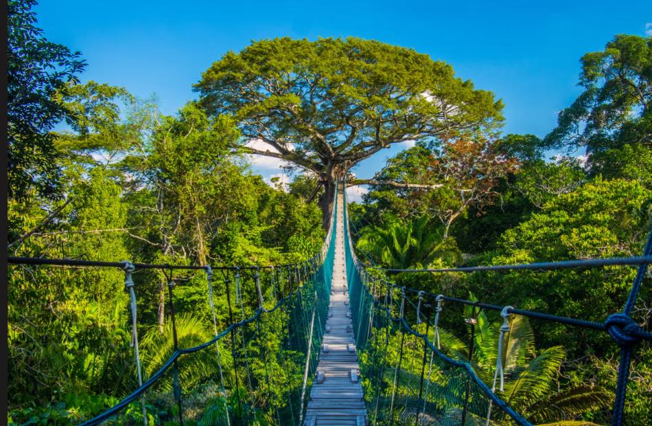 Tambopata National Reserve, Pérou